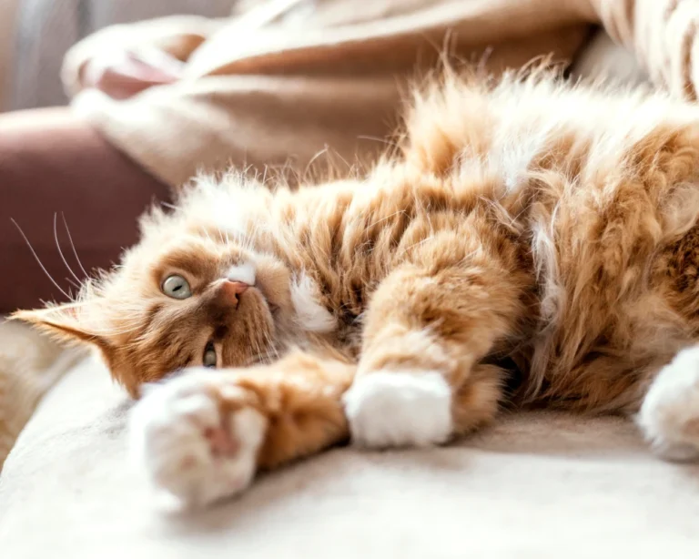 automatic pet feeder food dispenser