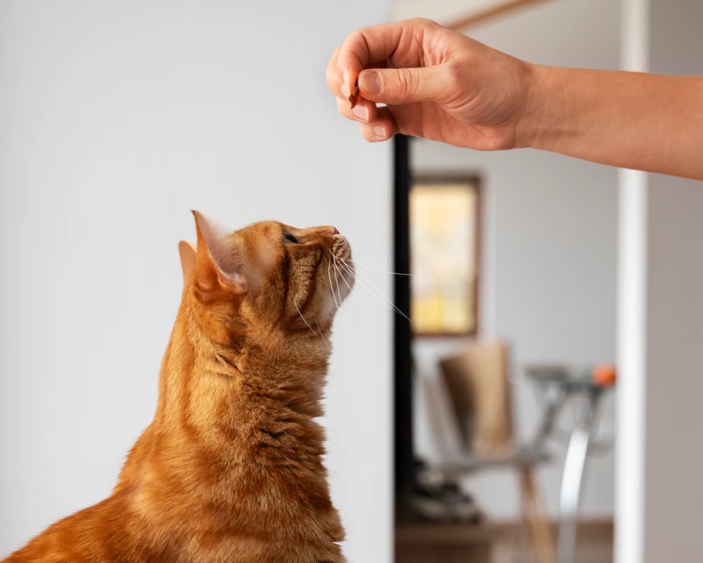 pet automatic water feeder